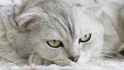 爱游戏体育-双内腰层层递进撕裂防线